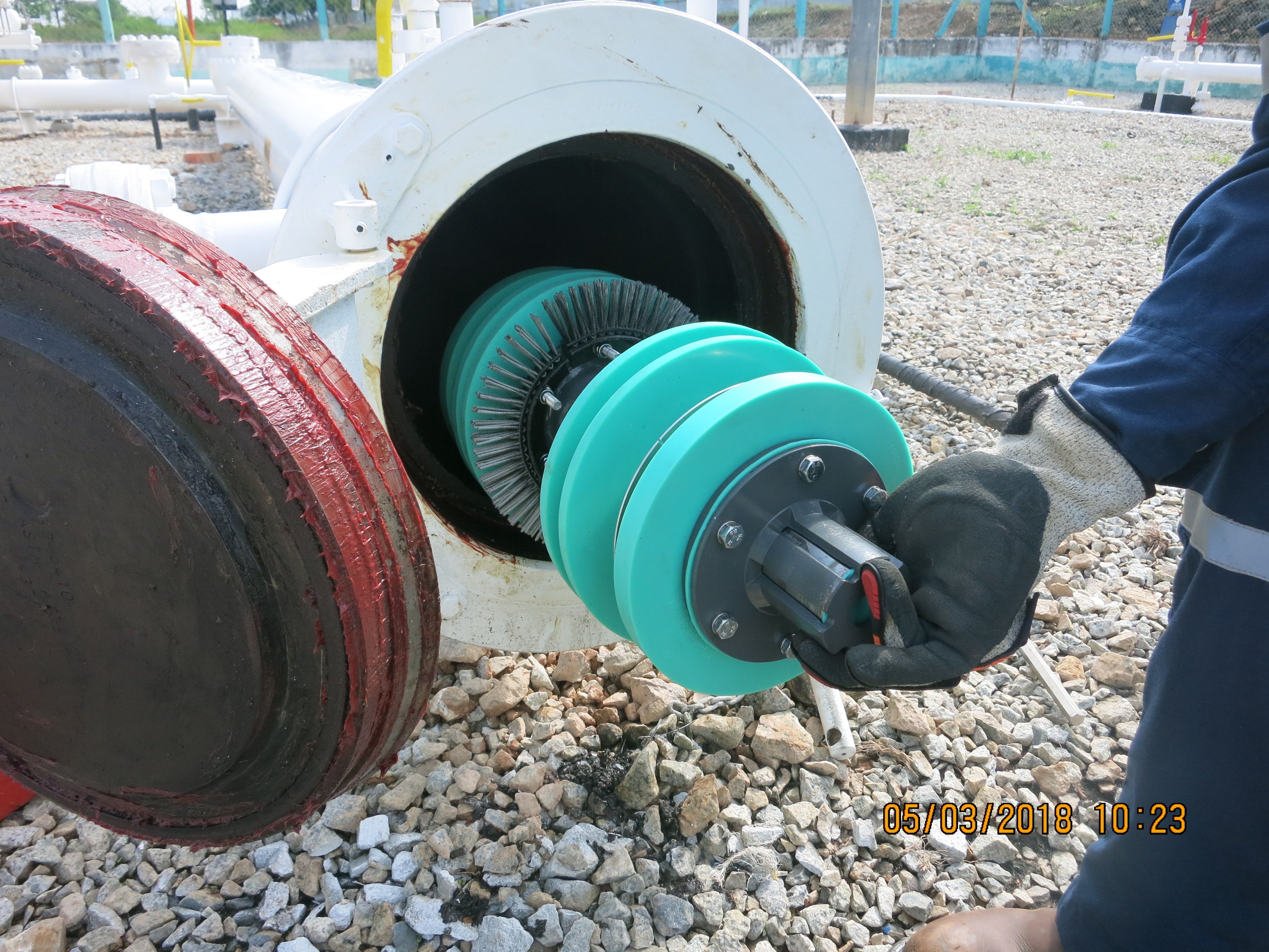 Custom Designed Pigs